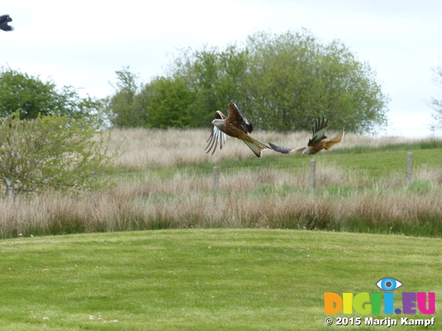 FZ015514 Red kites (Milvus milvus)